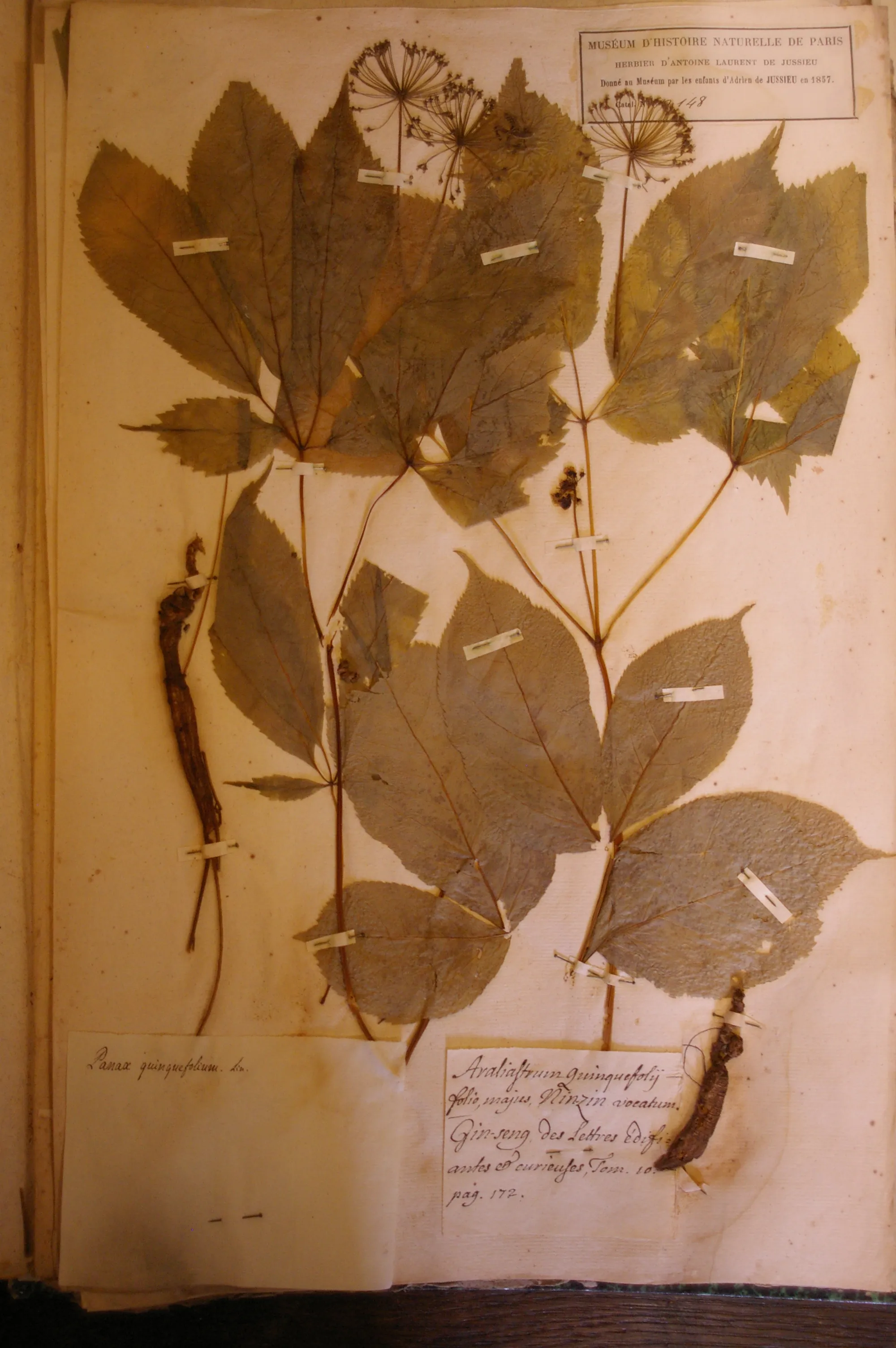 Pressed herbarium specimen of American ginseng, Panax quinquefolium, from the herbarium of Antoine-Laurent de Jussieu, Muséum d'Histoire Naturelle, Paris.